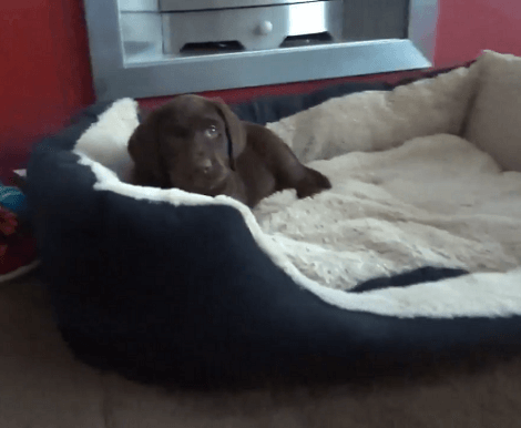 This Family Is About To Bring Home An Adorable Pup! You've Gotta See This!