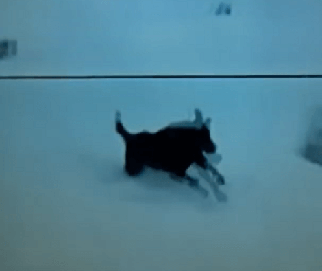 I've Never Come Across A Pup Who's Just As Excited About Snow As This Pup On TV!