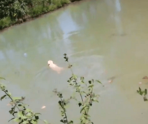 Wait Till You See What These Adorable Pups Are Fetching In A Nearby River!