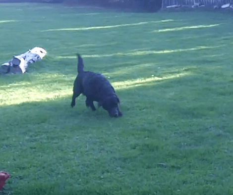 As Soon As This Adorable Pup Spots Grass She Can't Contain Herself!