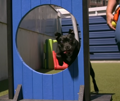 This Adorable Pup Is Training To Be A Medical Detection Pup! He's A Real Hero!