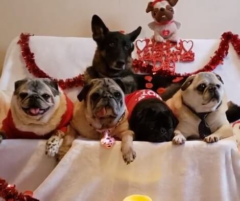 These Pups Celebrated Valentine's Day Like Ultimate Bosses! Check This Out!