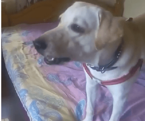 Adorable Pup Spots A Cow Outside His Home And Decides To Protect His Family From It!