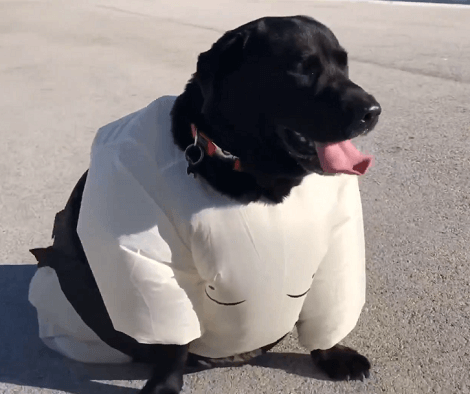 What's It Like To Be A Pup And A Sumo Wrestler?! Check Out This Cuteness!