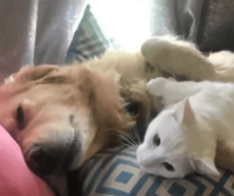 These Two Siblings Are Head Over Heels In Love With Each Other! This Is Just Too Adorable!