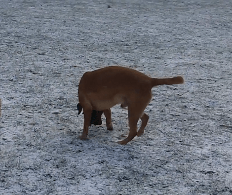 These Adorable Pups Are Having The Time Of Their Lives Playing Outside!