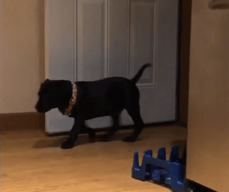 This Adorable Pup's Slo-Mo Is Too Cute For Words! You've Got To See This!
