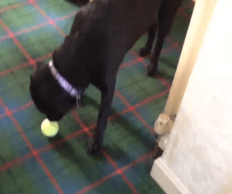 This Adorable Pup Is So Enthusiastic That He Failed To Catch His Ball! Aww!