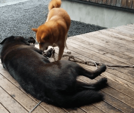 When These Adorable Pups Don't Want To Walk, They Just Play, Groom And Sleep On The Deck!