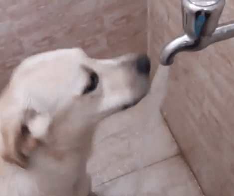 This Adorable Pup Loves Water So Much It's Going To Make Your Laugh!