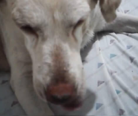 Does This Adorable Pup Love Pumpkin Pie? Check Out Her Epic Expression!