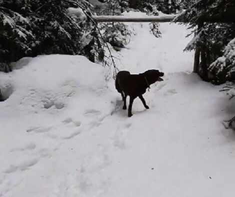 This Adorable Pup Is Having The Time Of His Life Exploring The Wilderness!