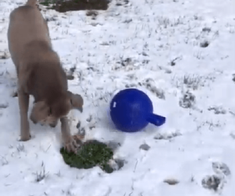 See How Much Fun This Adorable Pup's Having In The Snow!
