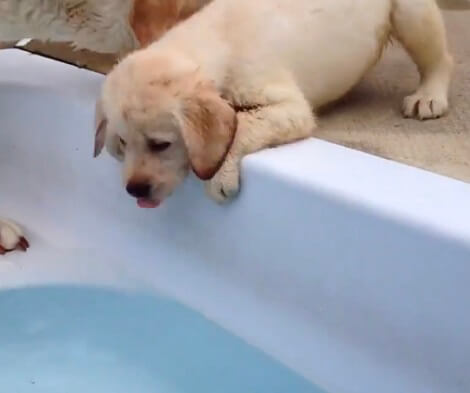 Wait Till You See Who's Teaching This Pup To Face His Fears! This Is Adorable!