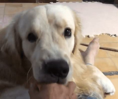 On Lazy Days This Adorable Pup Prefers To Sit On The Floor And Play With His Dad!