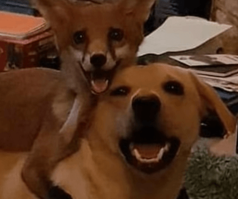 Abandoned Little Fox Becomes Best Friends With Family's Adorable Pup!