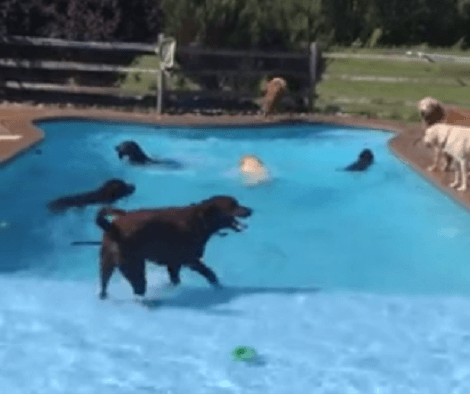 These Adorable Pups Are Having A Blast At A Birthday Pool Party!