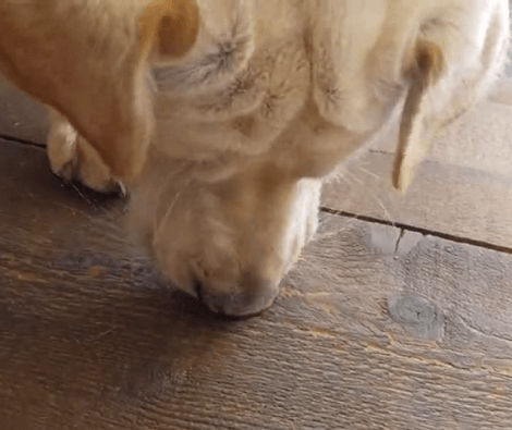 This Adorable Pup Met A Grasshopper, Then Things Take A Dramatic Turn!