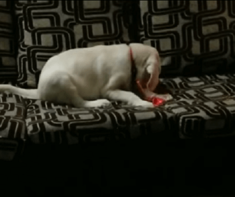 This Adorable Pup Is Playing With A Balloon... Then Something Happens!