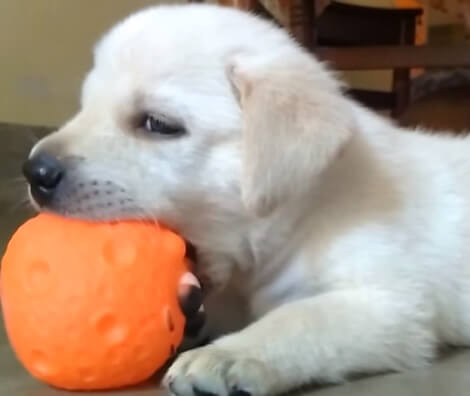 This Adorable Pup And The Way She's Playing Will Definitely Warm Your Heart!