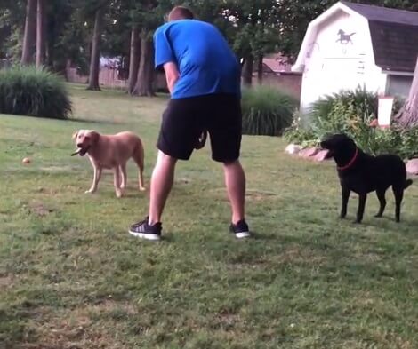 This Adorable Pup Is A Master At Playing Fetch With Her Dad!