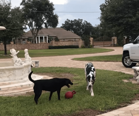 These Adorable Pups Have Organized A Playdate And It's Going To Warm Your Heart!