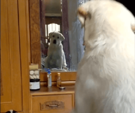 This Adorable Pup Was Minding His Own Business When Suddenly He Spots Another Pup!