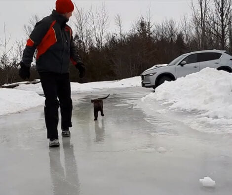 This Adorable Pup Is Having A Blast Playing On The Ice!