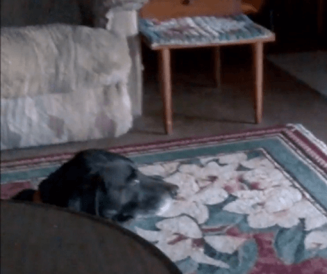 Christmas Is Right Around The Corner And This Pup Only Wants To Chill!