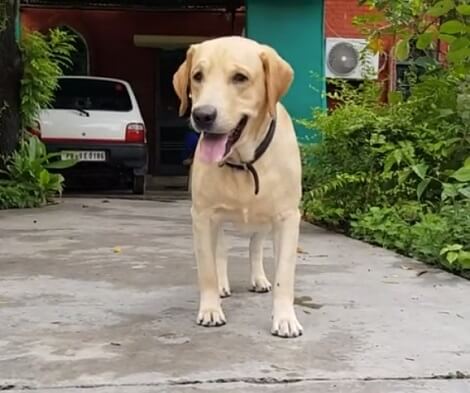 This Adorable Pup Can Switch From Playfulness To Work Mode In Just Seconds!