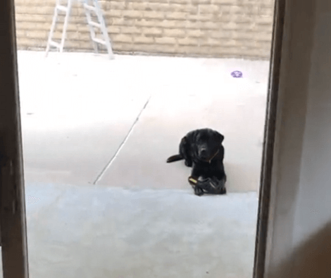 Adorable Pup "Steals" Dad's Sandal And Refuses To Give Them Back!