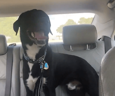 This Hyper Excited Pup Is Going Out On An Adventure! Watch His Excitement Hit The Roof!