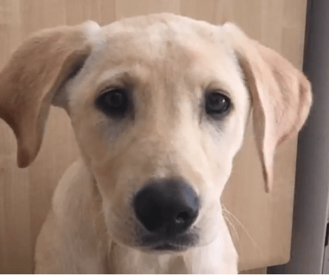 What's It Like To Work With Food When You Have A Pup In The Same Space?! This Is Funny!