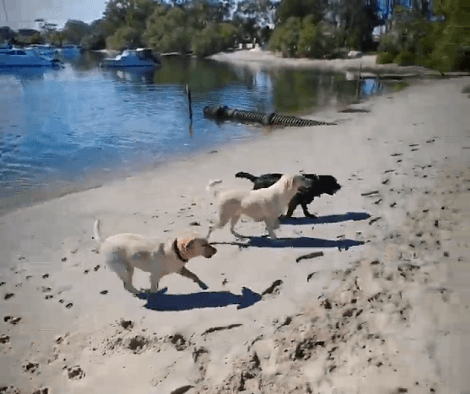 These Adorable Pups Are Having The Time Of Their Lives Enjoying The Blue Waters!
