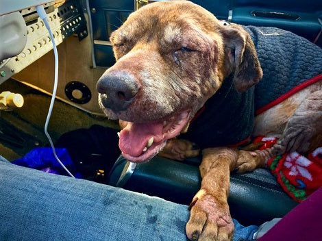 Senior Pup Flies 400 Miles To Be With Her Very Last Loving Family...