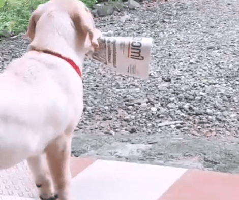 This Adorable Pup Has One Task In The Morning - To Bring The Newspaper!