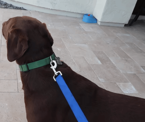 Adorable Uncle Is About To Meet Some Very Excited Little Puppies!