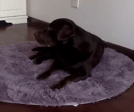Watch How This Adorable Pup Reacts When Mom Fakes A Pass Out!