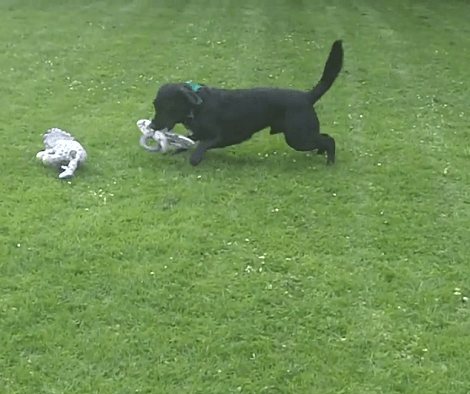 This Adorable Pup Is Absolutely Ecstatic To Have A Day Out In The Fiel ...