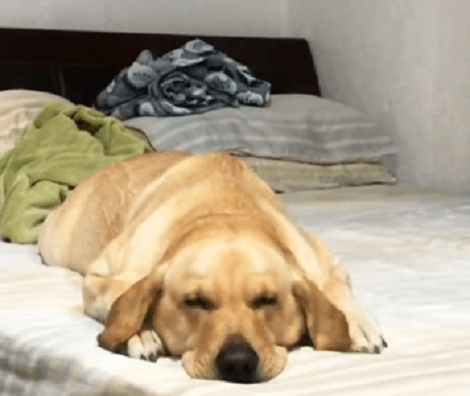 This Adorable Pup Loves Swimming So Much She's Literally Swimming In Her Sleep!