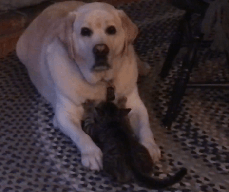 Adorable Pup Enjoys Leisure Time With His Favorite Sibling... A Kitten! The Look On His Face Is Epic!