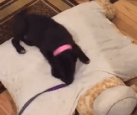 This Adorable Pup Is Up For Adoption - Let's Help Him Find His Loving Home!