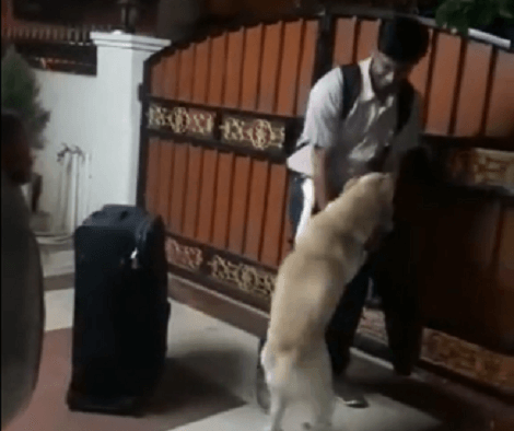 This Adorable Pup Missed His Dad So Much That When He Arrived, This Happened!
