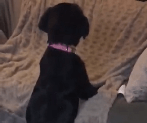This Adorable Pup Can't Reach Yet But Give Her A Few Months And She'll Be On The Couch!