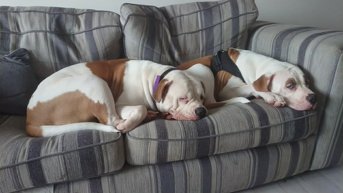 Adorable Puppy Destroys Couch Worth $3,000, But His Expressions Are Epic!