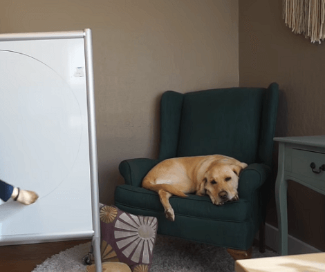 What Is Life Like After Adopting A Pup? This Video Will Show You All!