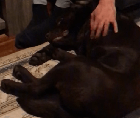 This Adorable Pup Loves Getting Massages By Daddy Every Night Before Bed!