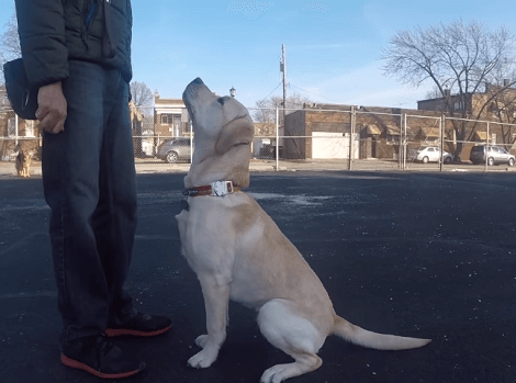 This Adorable Pup Is Going To Show You Just How Much Fun Training Really Is!