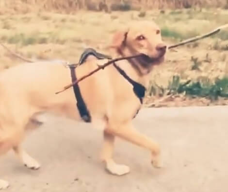 If There's One Thing This Adorable Pup Loves Doing Is Running With His Stick!