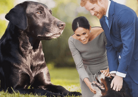 The Reason Why Prince Harry And Meghan Markle Adopted This Pup Will Warm Your Heart